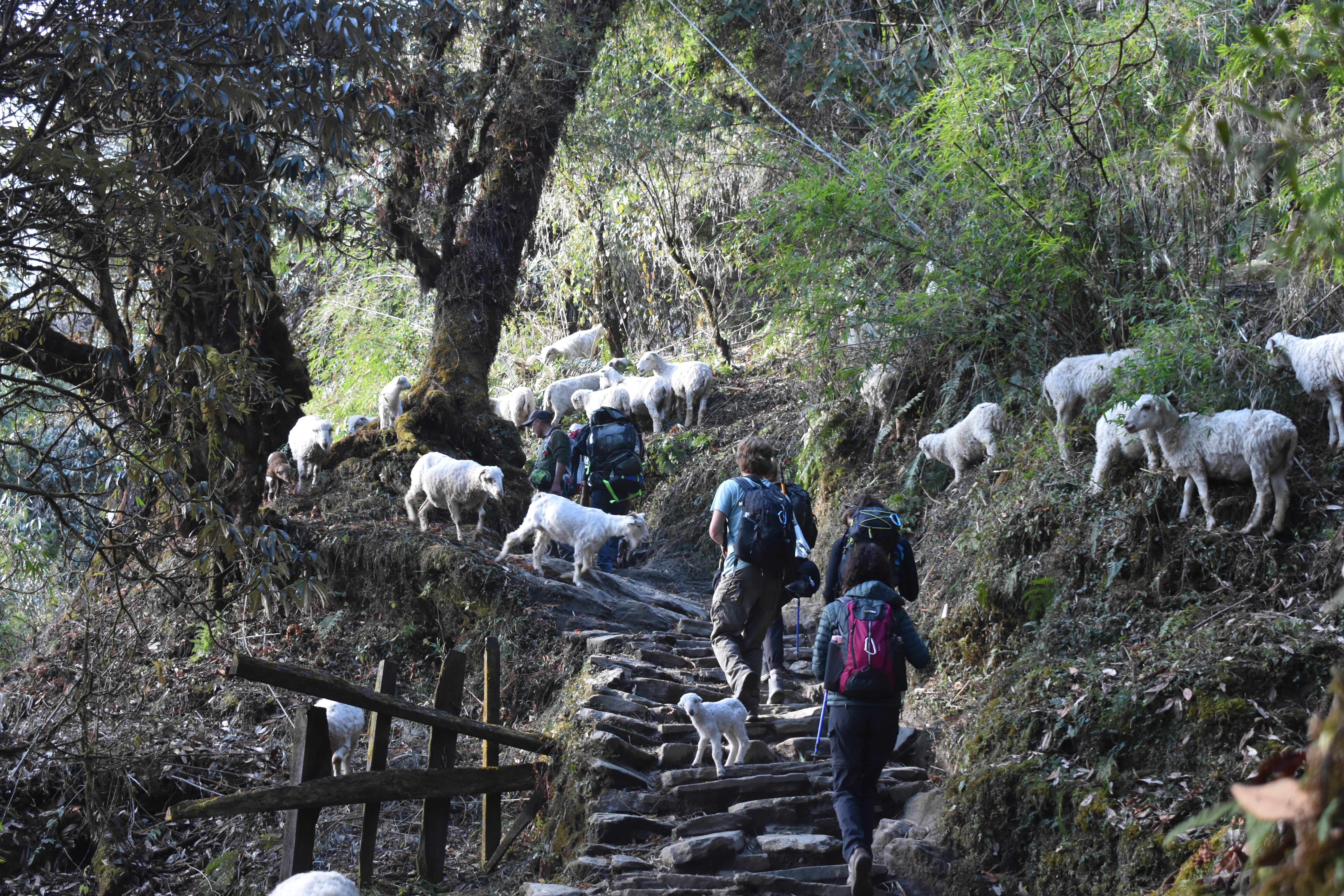 A group of trekkers along Nepal's Khopra Ridge trail walk through the woods between a herd of white goats