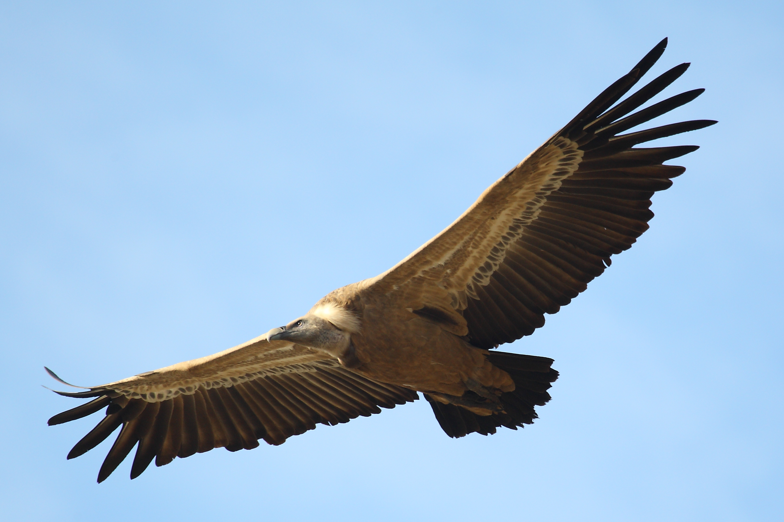 An endangered bird species, the griffon vulture, spreads its wings and flies against a light blue sunny sky.