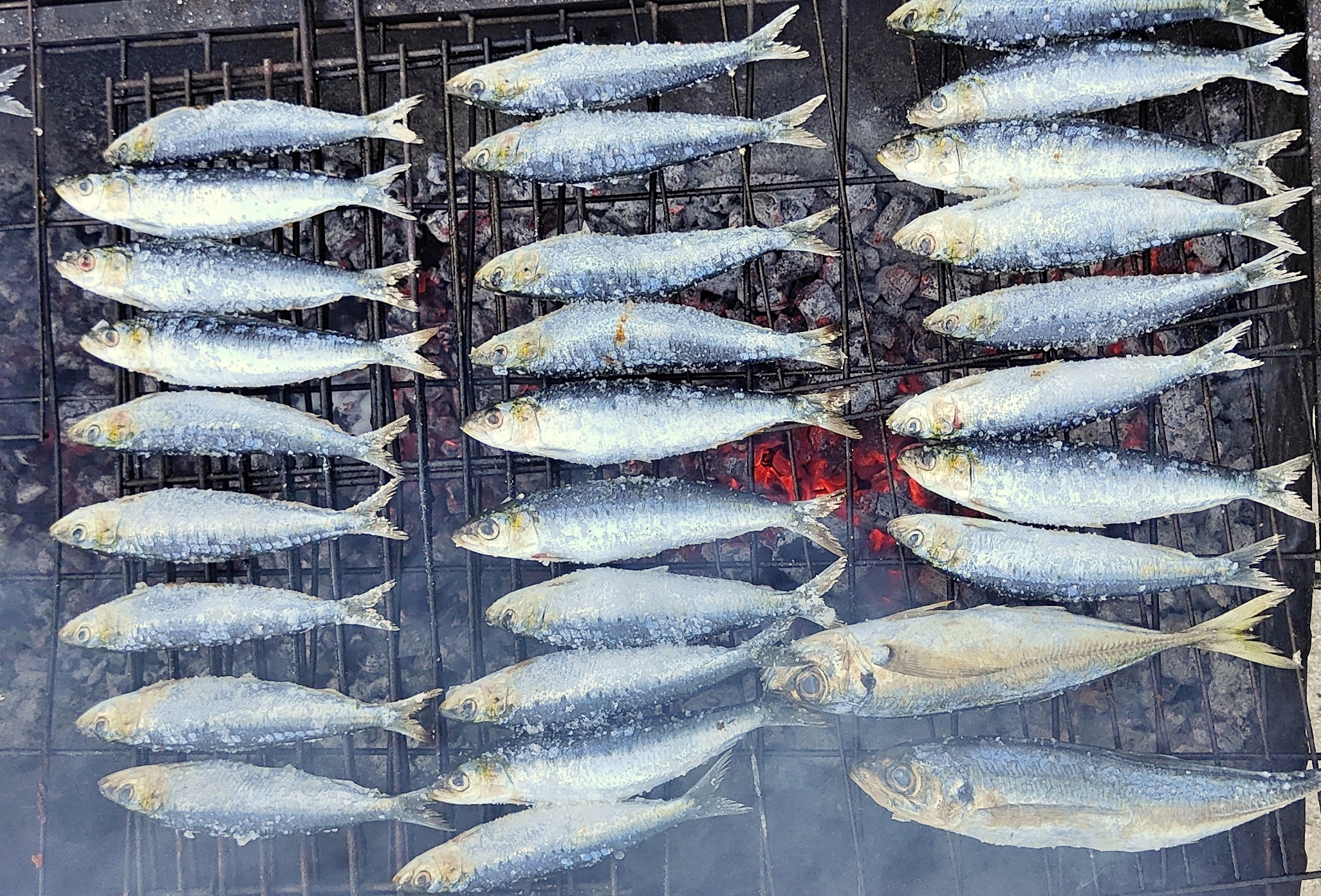 3 rows of about 8 sardine fish each rest over an open flame on a wire grill rack. Portugal.