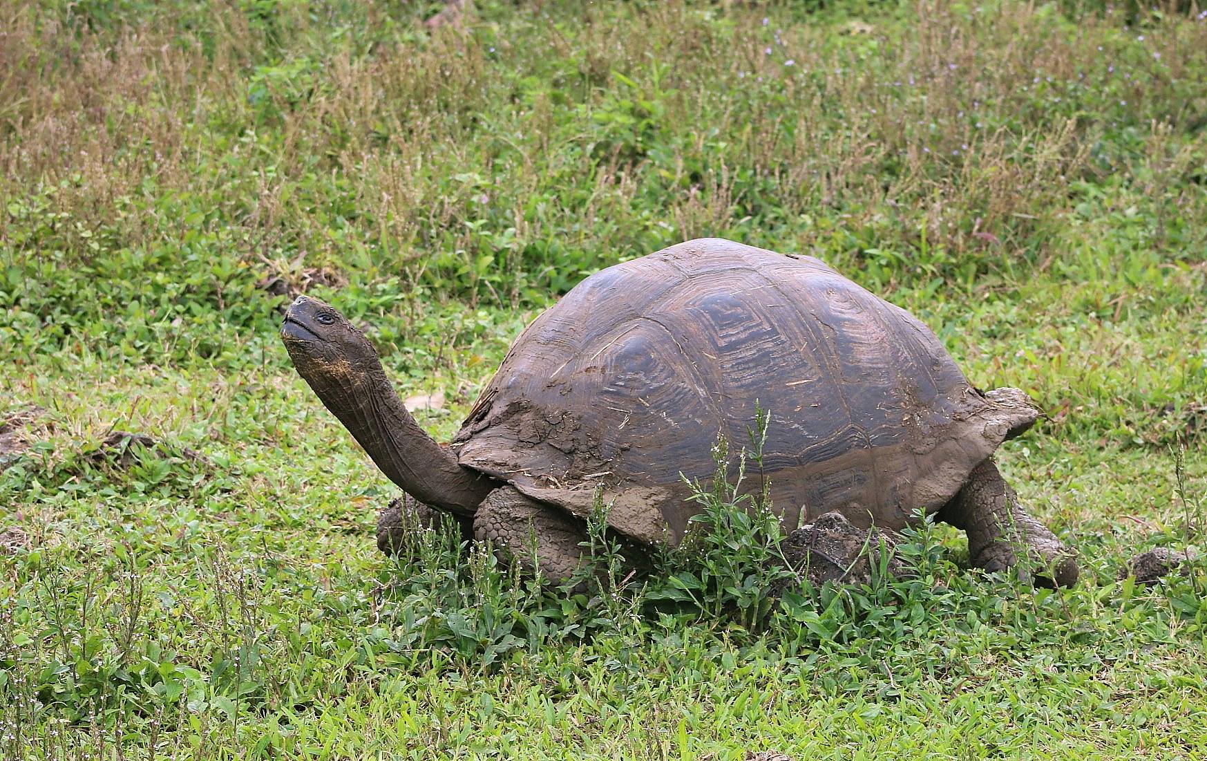 A giant tortoise with his neck extended walks on a grassy ground.