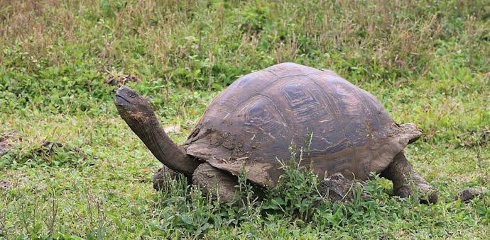 A giant tortoise with his neck extended walks on a grassy ground.