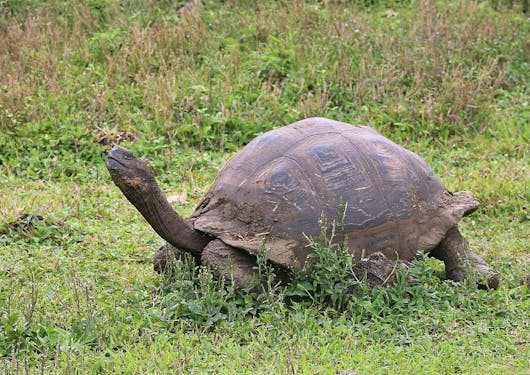 A giant tortoise with his neck extended walks on a grassy ground.