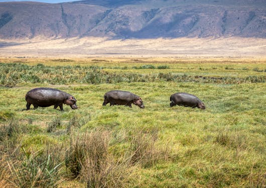Three black rhinoceroses walk to the right across a medium-length green grassy plain, with a brown hill in the background. This is in the Ngorongoro Crater park in Tanzania. You may see these animals on a safari.