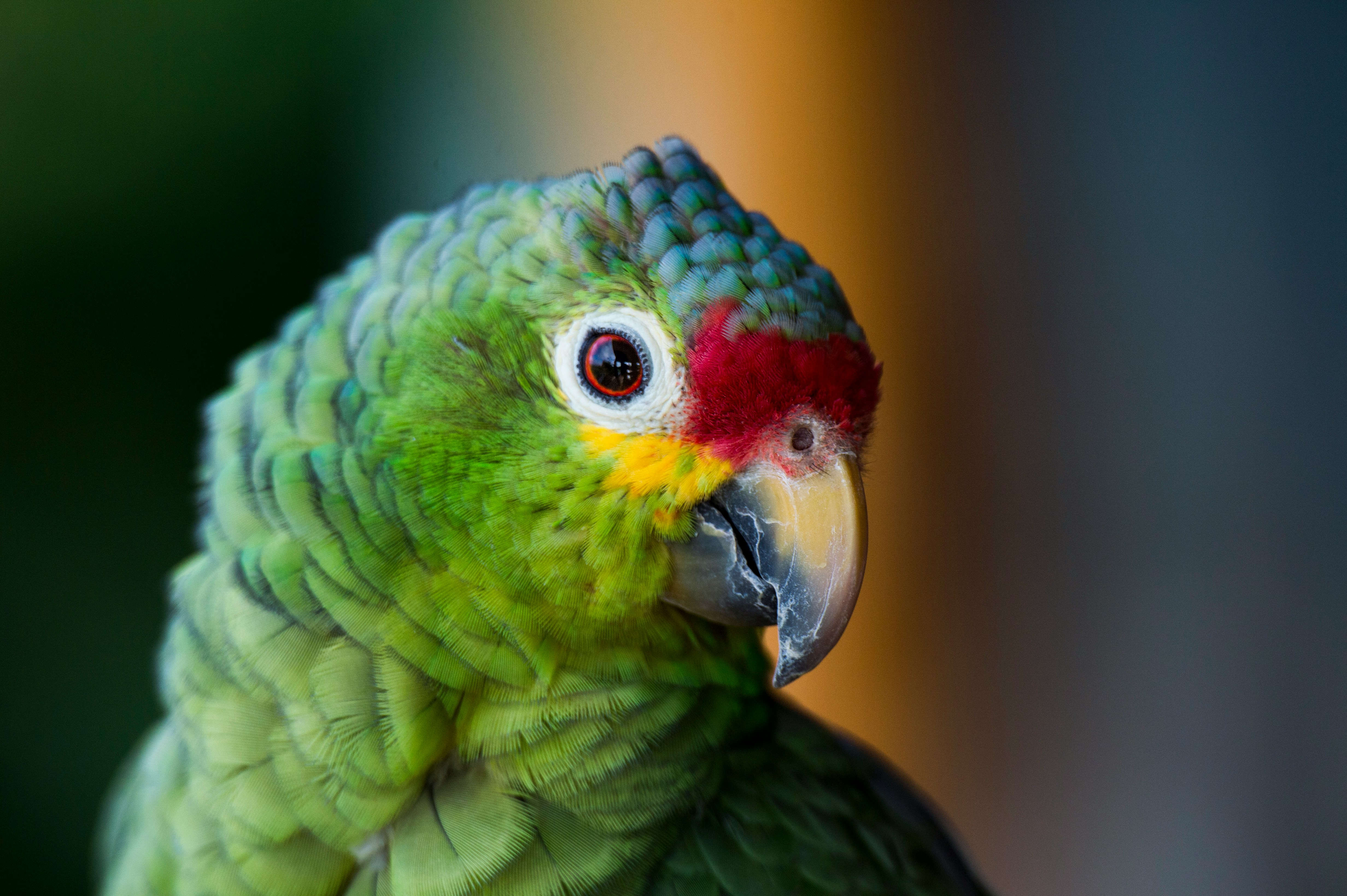 A close-up of a green parrot looking into the camera with its head tilted is shown in Costa Rica.