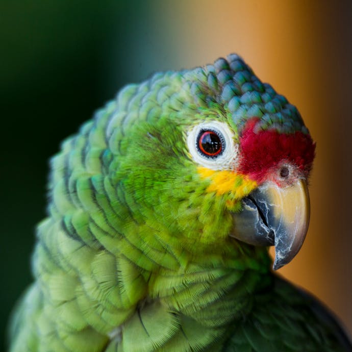 A close-up of a green parrot looking into the camera with its head tilted is shown in Costa Rica.