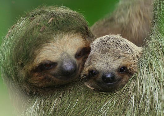 Two sloths adorably cuddle, as seen from a guided walk in an area of Costa Rica where sloths frequent.