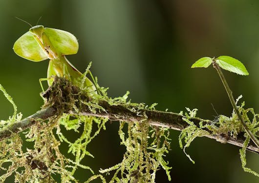 Fluorescent green jungle creatures on a stick are shown in macro form in Costa Rica on a rainforest nature walk.