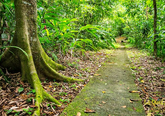 A forested path surrounded by green trees is shown in Sarapiqui, Costa Rica, known for its serene nature.