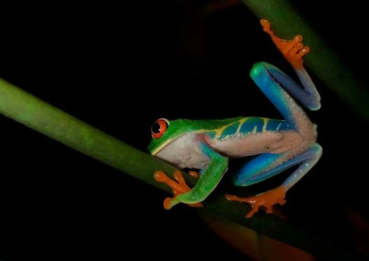 A close-up of a colorful frog on a green stem is shown against the black backdrop on a nocturnal nature walk tour in Costa Rica.