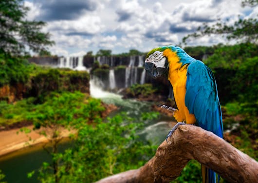 A stunning blue and orange bird sits on a tree branch with a rushing waterfall in the distance.