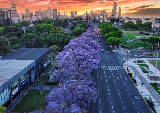 Lush, bright purple jacaranda is shown in the forefront of Buenos Aires, backlit by a vibrant orange and yellow hued sunset.