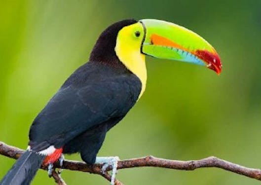 A toucan stands on a branch in Costa Rica, with its black body, yellow head, and green, red, blue, and orange beak.