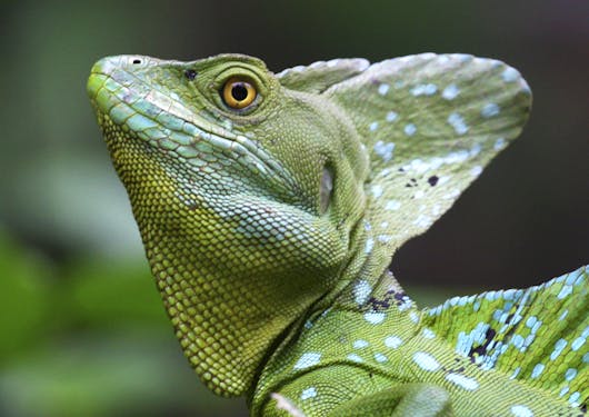 An interesting and unique green iguana type animal with blue speckled spots is shown in Costa Rica.
