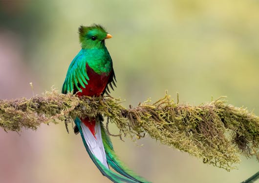 The iconic and colorful Resplendent Quetzal bird is shown in Costa rica, a petit green bird with a red belly perched on a mossy branch.