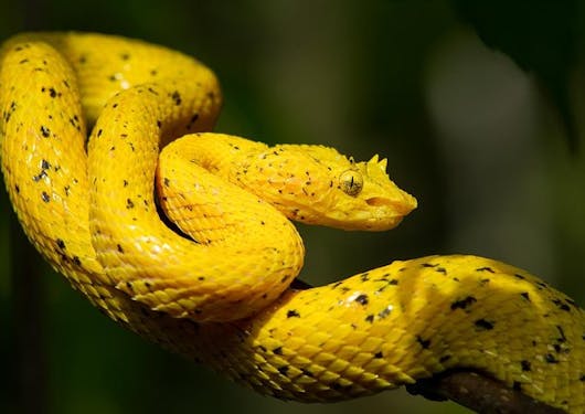 A yellow snake is shown in Carara Nationl Park in Costa Rica.