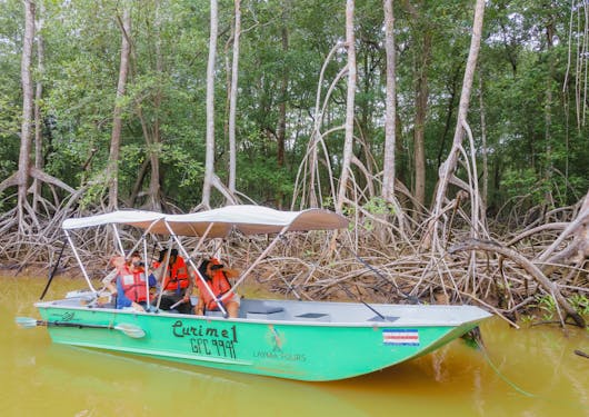 An electronic boat is shown with a green base and a canvas roof covering, while 4 adults in life jackets use binoculars to look at wildlife as they drift through a mangrove forest.
