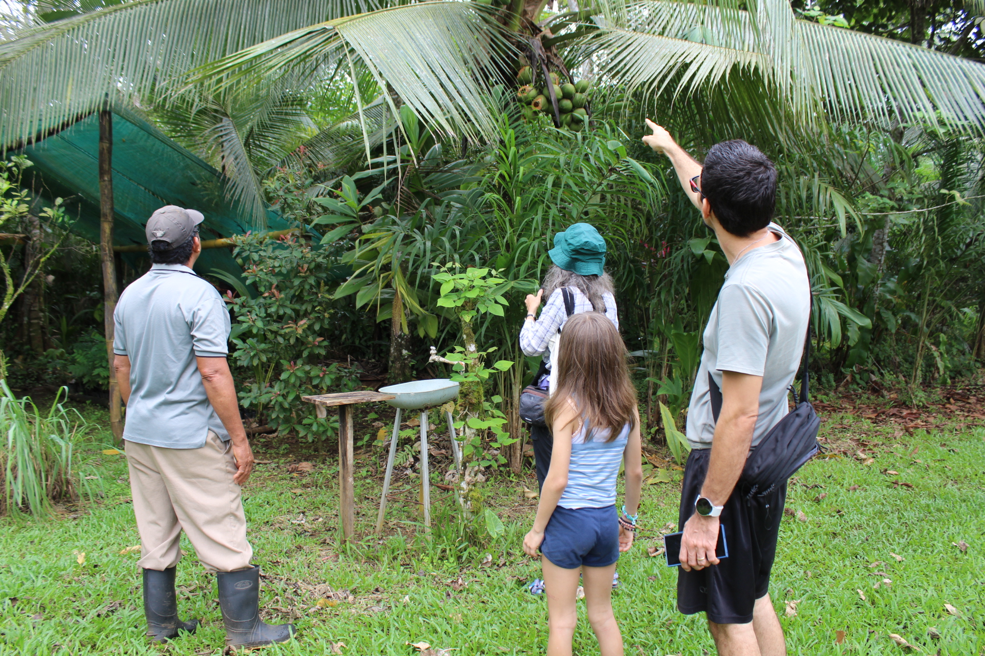 A family and their local guide enjoy an organic farm tour in Costa Rica, with the dad pointing at a mango tree.