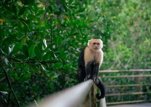 A monkey is shown close up in the Manuel Antonio National Park in Costa Rica.