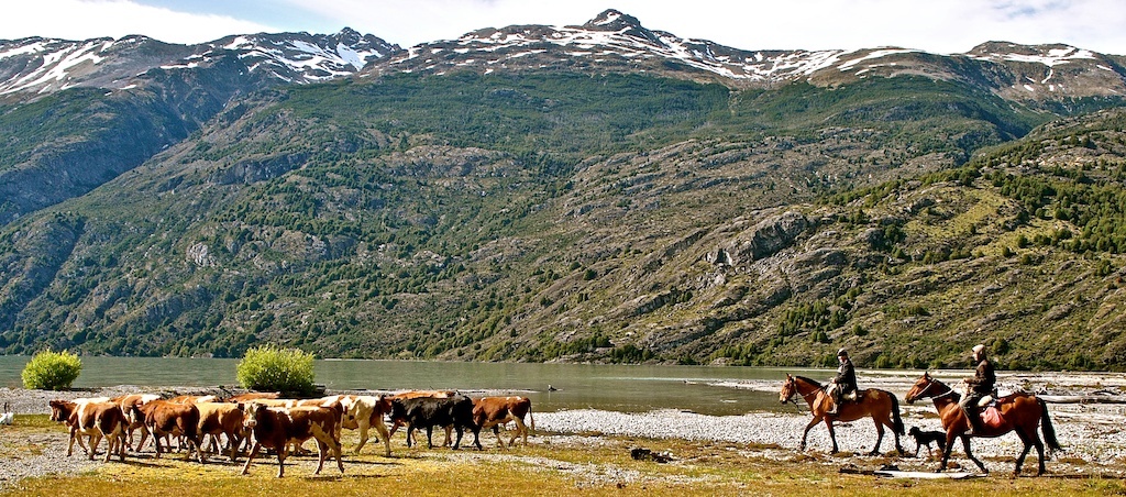 Gauchos (traditional cowboys from South America) round up cattle on horseback in the wild wilderness of Chilean Patagonia during a responsible supported trek along the El Gaucho Way.