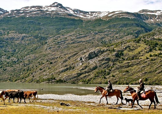 Gauchos (traditional cowboys from South America) round up cattle on horseback in the wild wilderness of Chilean Patagonia during a responsible supported trek along the El Gaucho Way.