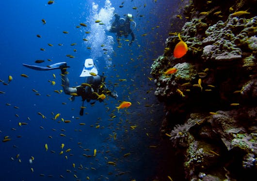 A scuba diver is shown amidst dark blue water and small, colorful orange fish in Egypt.