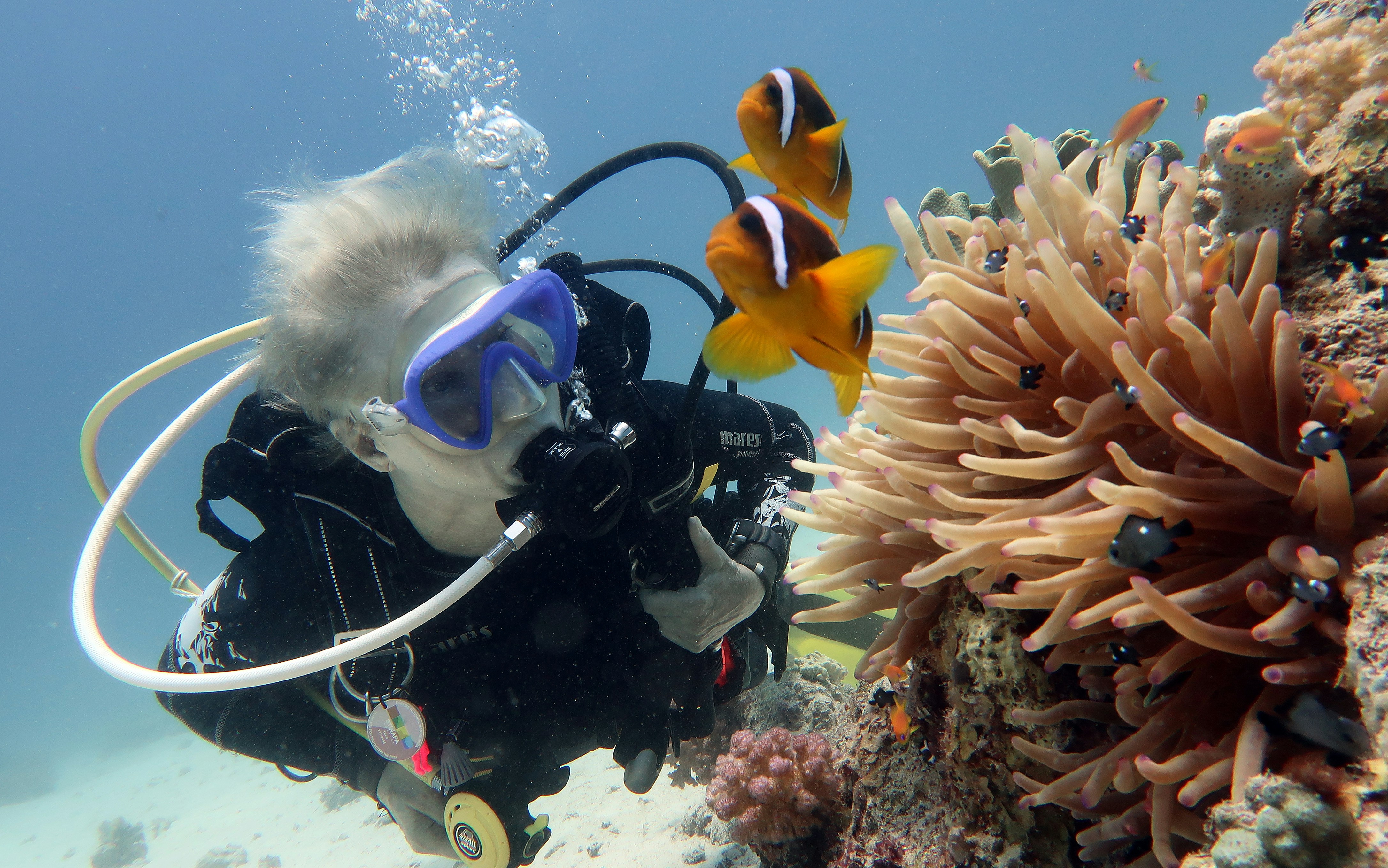 A scuba diver is shown in light blue water facing small, colorful orange and black fish in Egypt with a coral reef nearby.