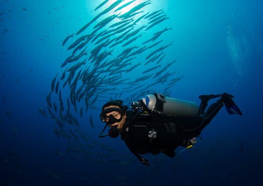 A scuba diver surrounded by a school of barracuda fish in the Red Sea near a sustainable scuba dive resort center in Sharm el Sheikh, Egypt.