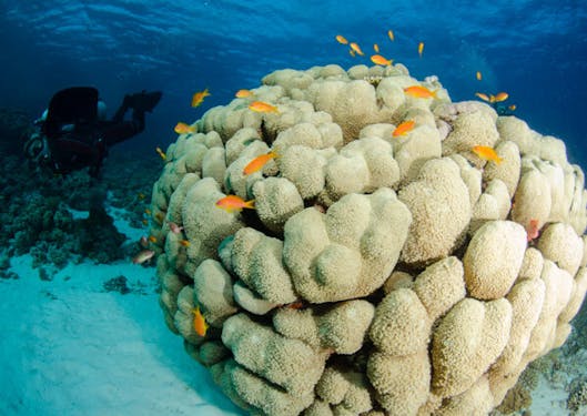 A scuba diver is shown to the left of a giant brain-shaped coral formation near a sustainable scuba dive resort center in Sharm el Sheikh, Egypt.