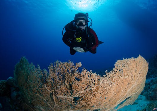 A scuba diver is shown above a giant fan-shaped coral formation near a sustainable scuba dive resort center in Sharm el Sheikh, Egypt.