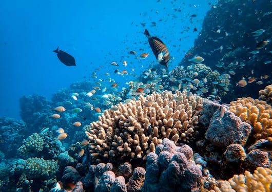 Coral reef and fish shown in the Red Sea near a sustainable scuba dive resort center in Sharm el Sheikh, Egypt.
