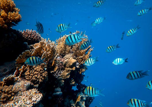 Coral reef and fish shown in the Red Sea near a sustainable scuba dive resort center in Sharm el Sheikh, Egypt.