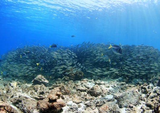 For the Dive & Stay scuba certification package, an underwater shot at the Galapagos Islands is shown with a rocky ocean bottom and a large school of small fish, with blue water above.