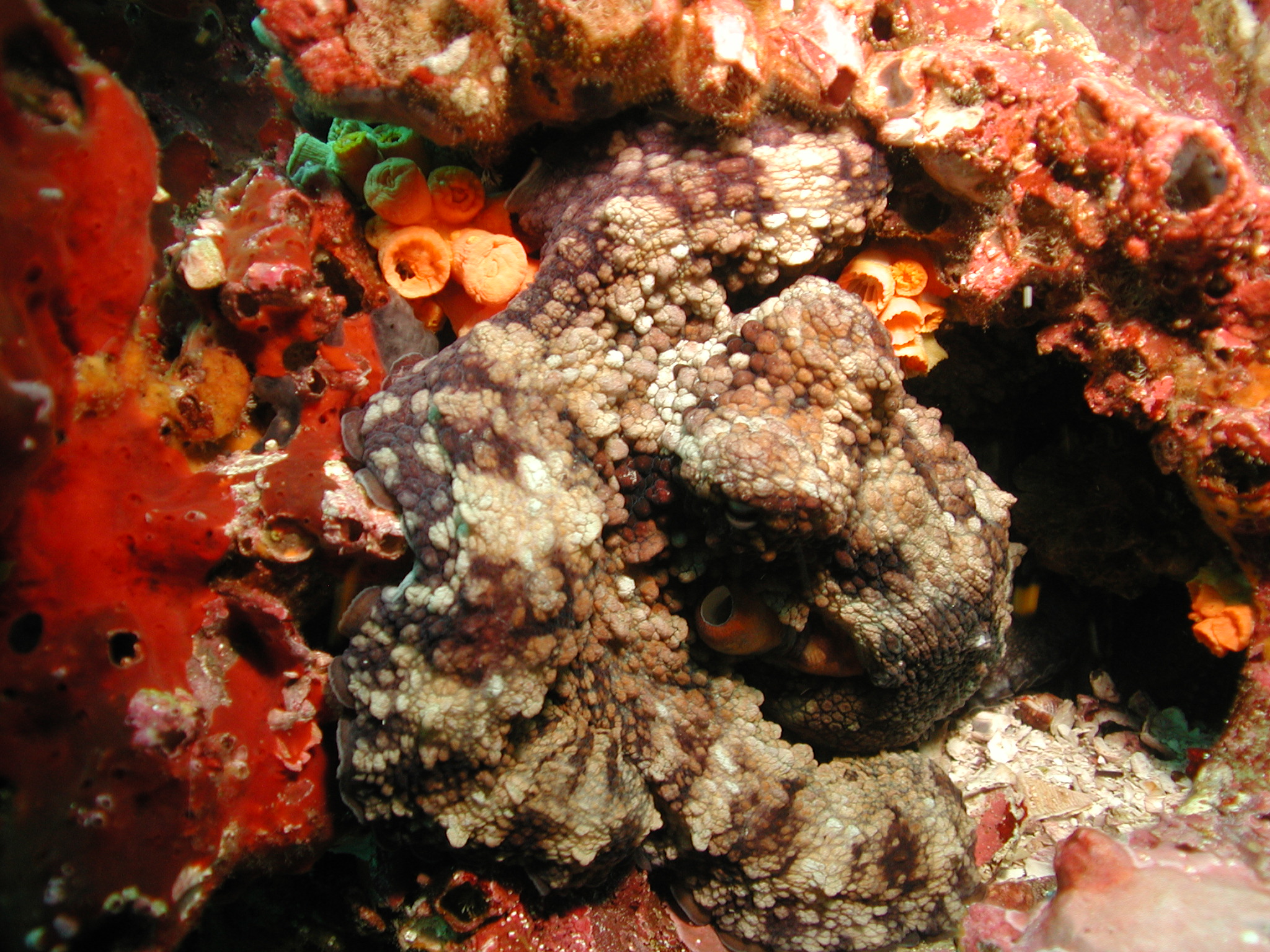 For the Dive & Stay scuba certification package, an underwater shot at the Galapagos Islands is shown with an octopus in a colorful orange and red cave.