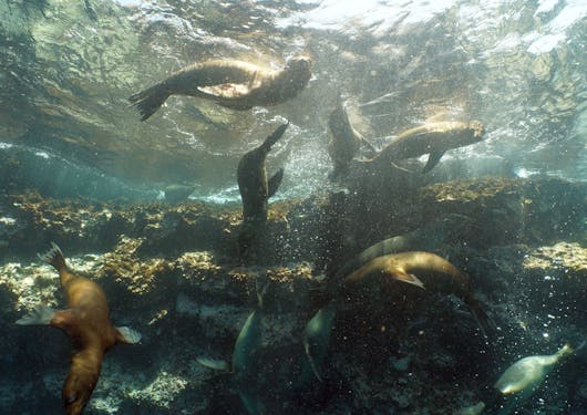 For the Dive & Stay scuba certification package, an underwater shot at the Galapagos Islands is shown with sea lions playing at the Floreana site.