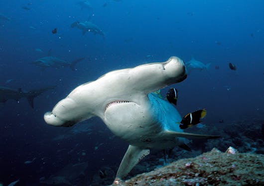 For the Dive & Stay scuba certification package, an underwater shot at the Galapagos Islands is shown with a hammerhead shark facing the frame at Gordon Rocks.