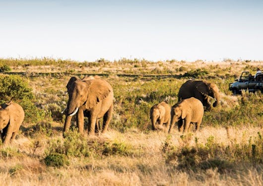 Elephants on a private game reserve