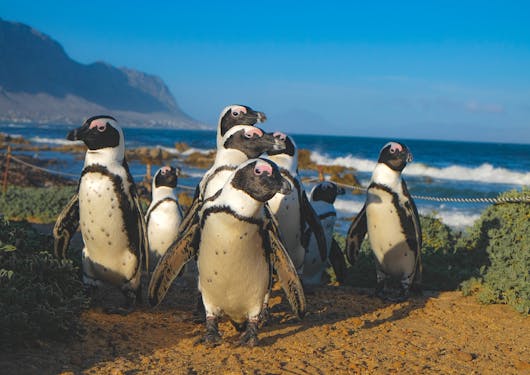 African penguins