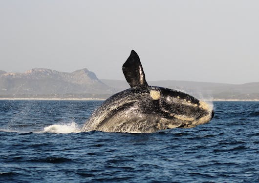 Whale jumping
