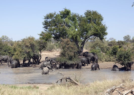 Elephants in South Africa at a watering hole with trees in the background on a sunny day.