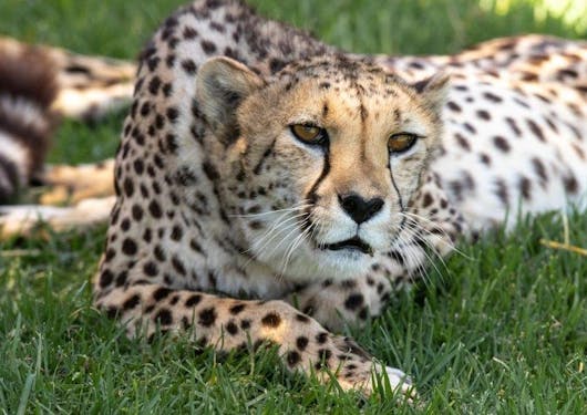An adult cheetah lays in the green grass and stares ahead at the camera.