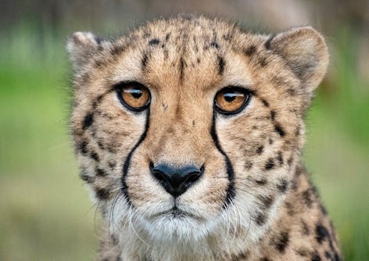 A cheetah with orange eyes stares straight into the camera with a blurred green background.