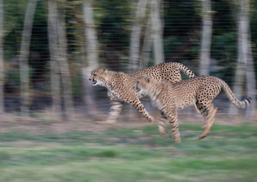 Two cheetahs are running toward the left, on green grass and in front of several tall, skinny trees in South Africa.