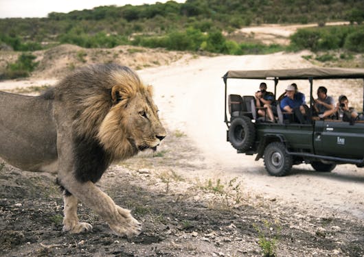 A game view drive on Safari at a Private Game Reserve, with a huge lion in the foreground on the left-hand side, and a 4x4-covered jeep with several people in it in the background on the righthand side.