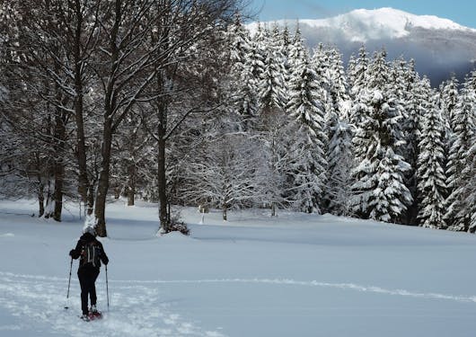 A person on snowshoes stands on fluffy powder in front of a forest in Romania's Carpathian Mountains.