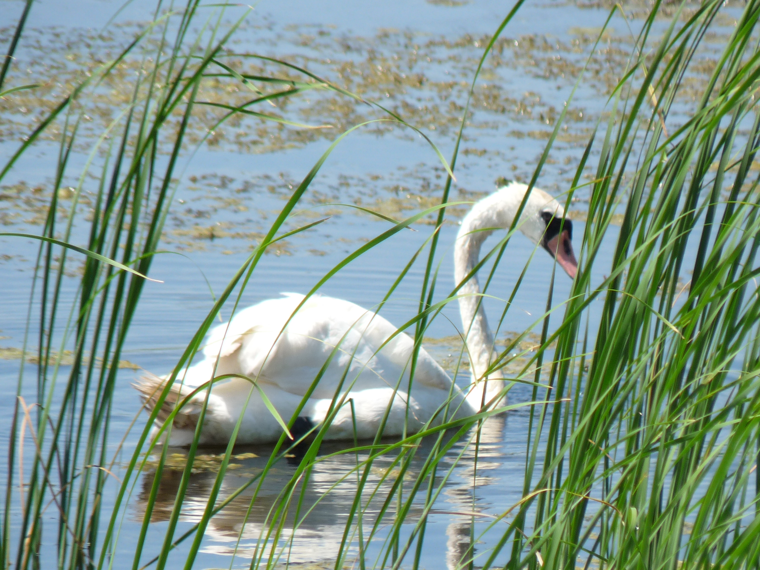 A white swan floats on blue water of Romania's Danube Delta River behind some green sea grass.