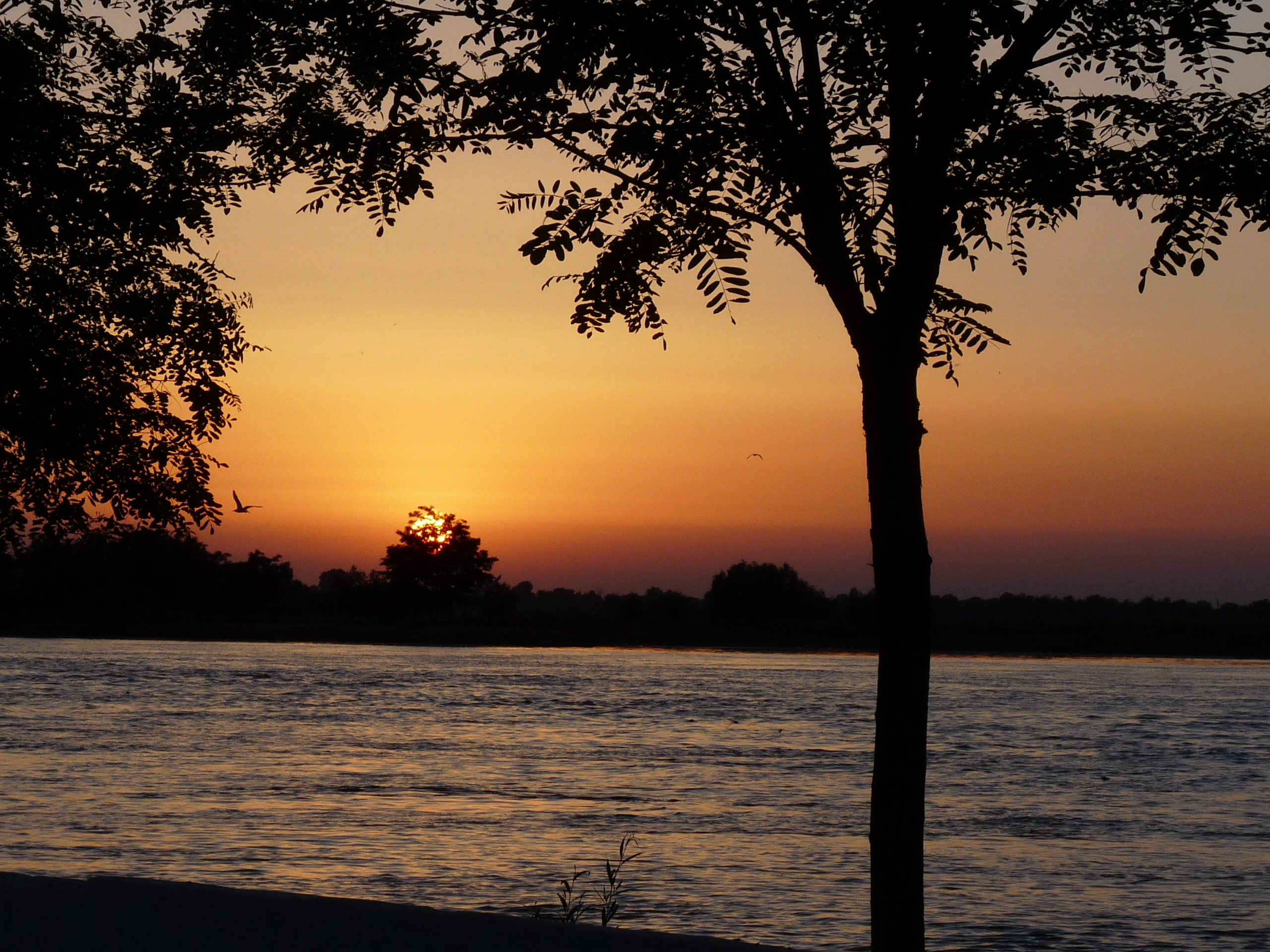 An orange and yellow sunset is shown from across the river of Romania's Danube Delta, with a tree arching over the sunset in the foreground.