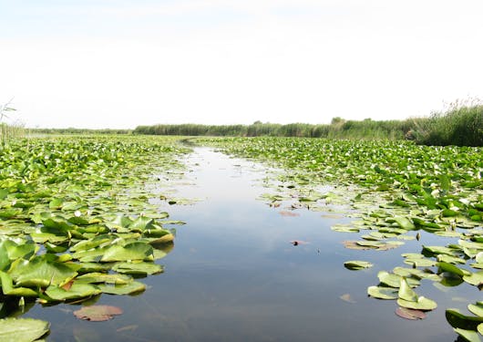The Danube Delta River in Romania is shown from a boat's point of view, with a stream of water straight ahead in a V shape, splitting bright green lily pads to either side.