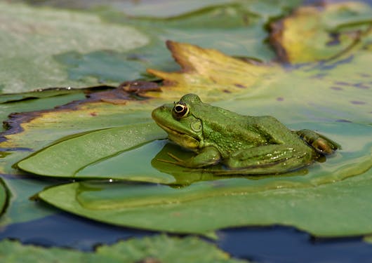 An adorable bright green frog sits into a lily pad of the same color on Romania's Danube Delta River.