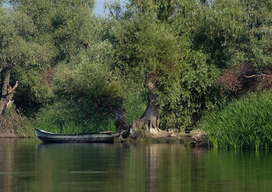 A canoe is docked across the river on Romania's Danube Delta against a lush forest of green trees.