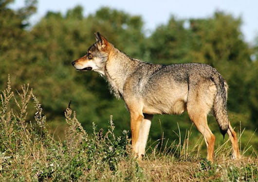A Scandinavian Grey wolf stands in the sunshine against a backdrop of green trees. You can see its profile view as it looks to the left side of the frame. Responsible wolf tracking holiday in the French Alps.